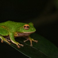 Pseudophilautus stuarti Manamendra-Arachchi & Pethiyagoda, 2005